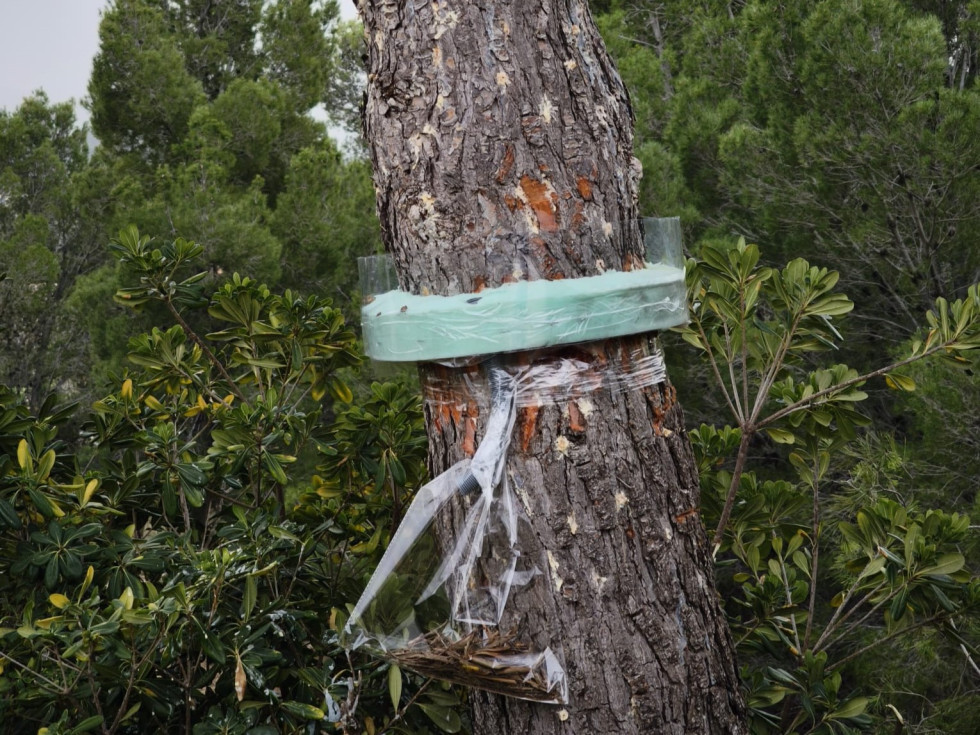 trabajos procesionaria polop de la marina
