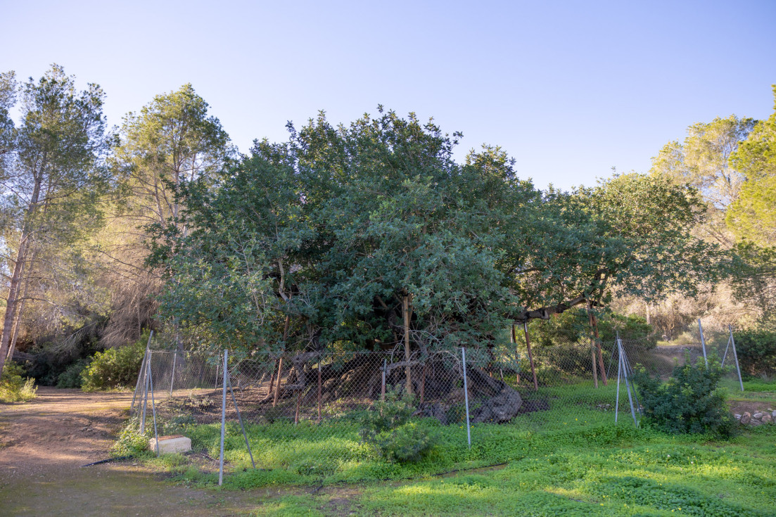 ruta los caminos del agua algarrobo foia brell