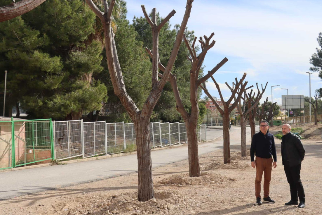 Avanzan los trabajos previos del aparcamiento subterráneo de Jaime I con la replantación del arbolado