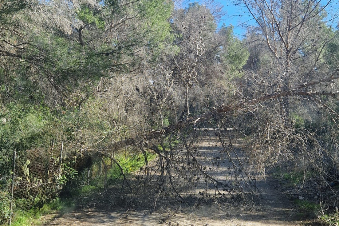 La Policía Local de l’Alfàs atiende 112 llamadas y 19 avisos del 112 durante el temporal de viento