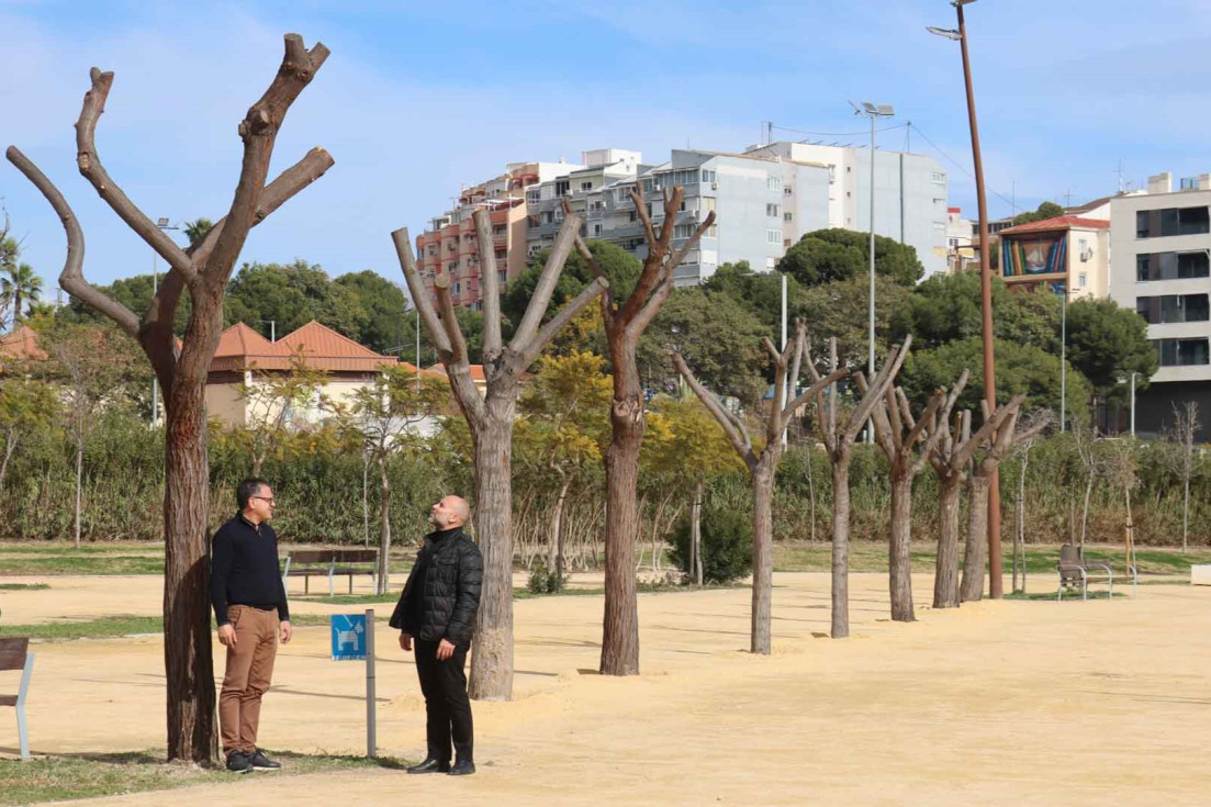 replantación arbolado benidorm