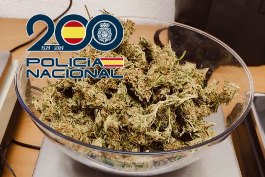 marihuana intervenida