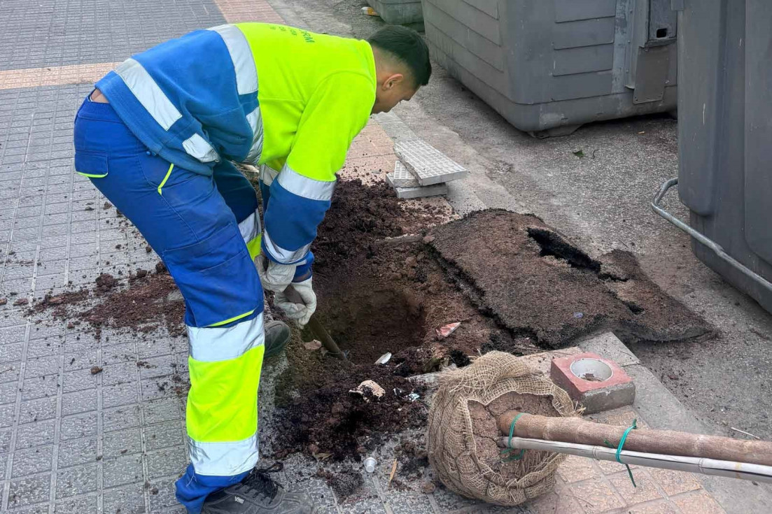 Benidorm inicia la plantación de cerca de 200 árboles en distintos puntos de la ciudad