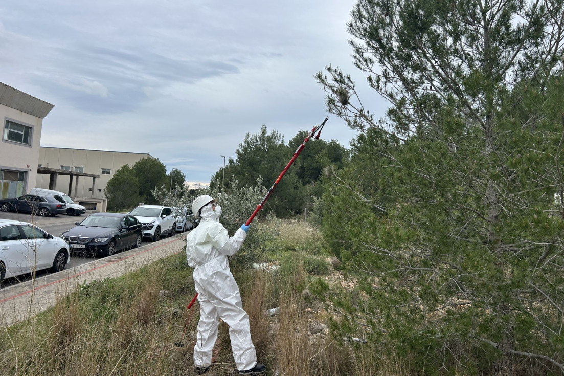 La Nucía intensifica la campaña contra la procesionaria del pino con más de 100 bolsas retiradas