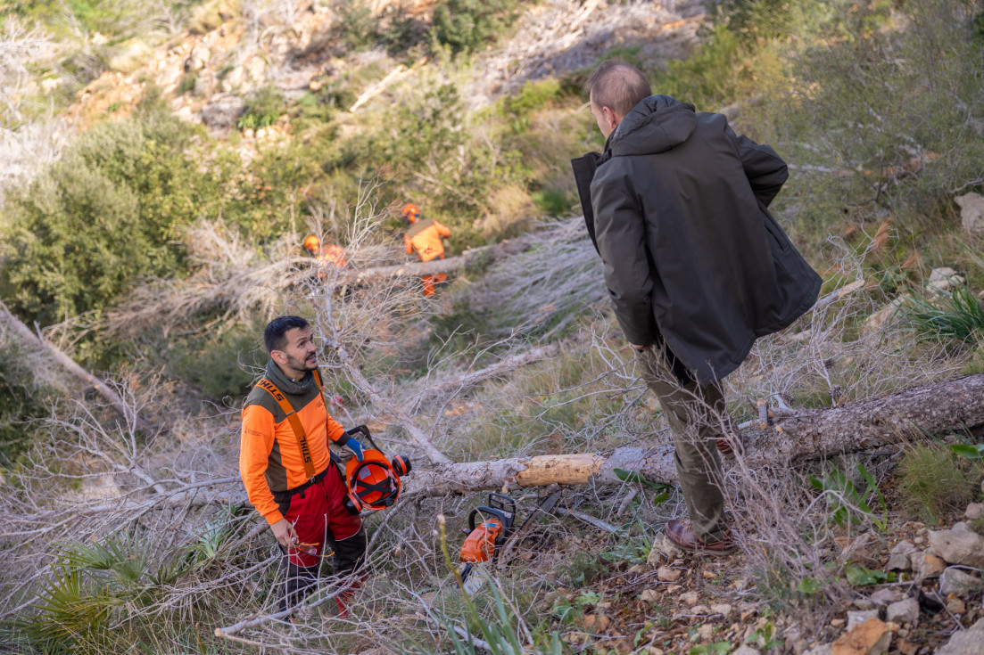 brigadas forestales serra gelada retirada pinos