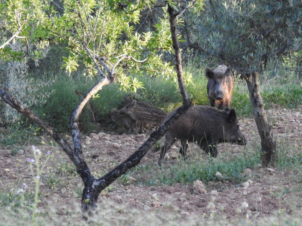 Callosa d’en Sarrià activa un protocolo para controlar la población de jabalíes y proteger cultivos
