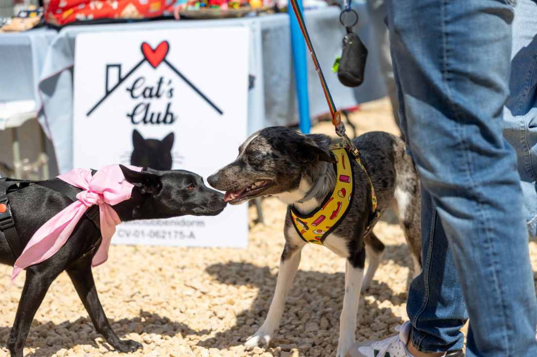 concurso belleza X festival adopcion l'alfàs
