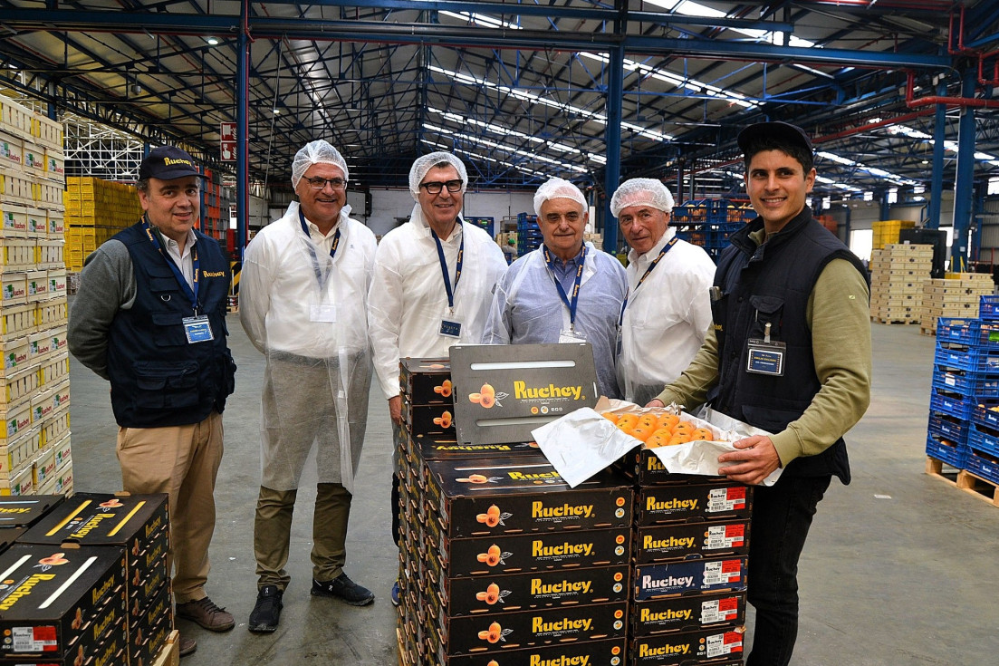 Callosa d’en Sarrià muestra el potencial del níspero en plena campaña con una visita institucional a la cooperativa Ruchey