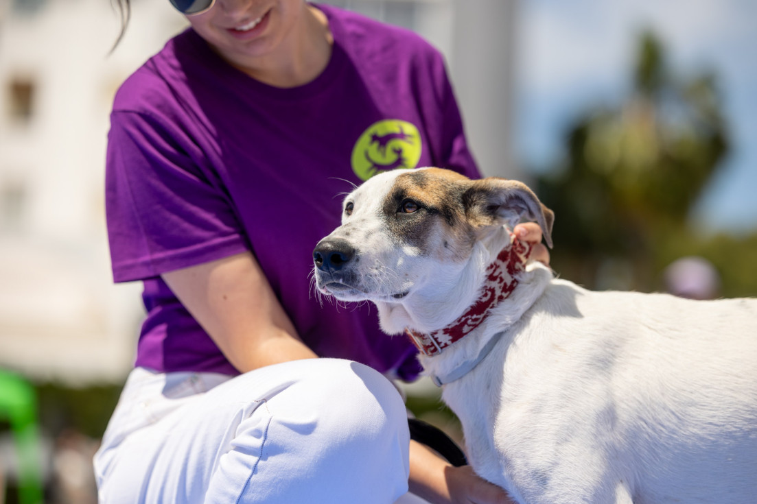 perro X festival adopcion l'alfàs