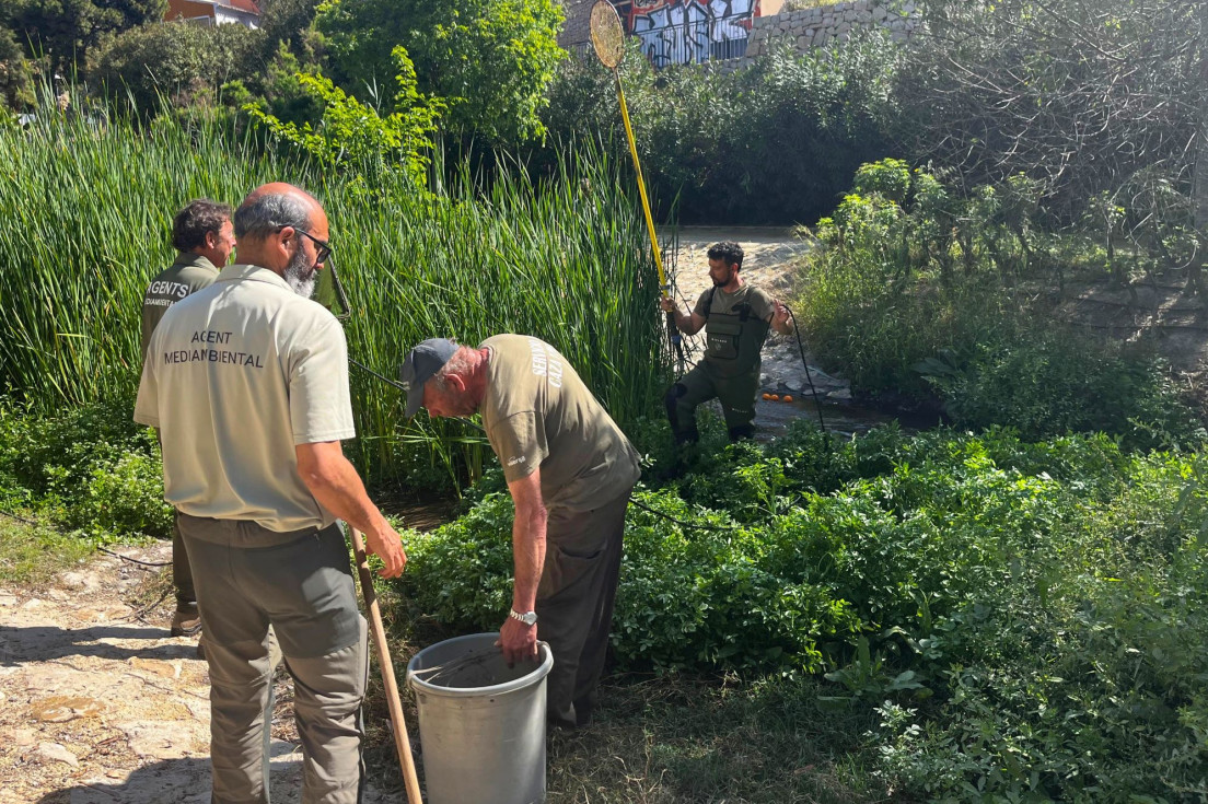 La Conselleria refuerza el seguimiento ambiental del río Amadorio en Villajoyosa para evaluar su ecosistema