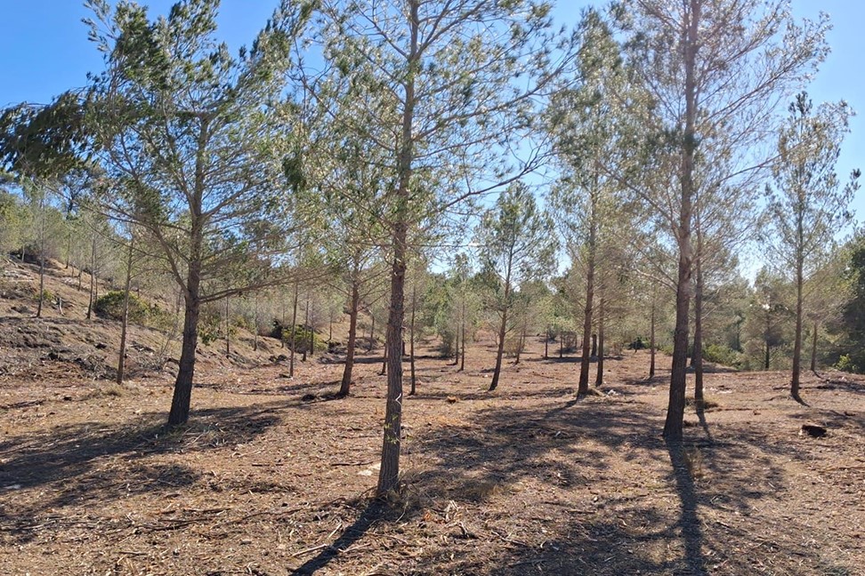 limpieza pinar plan actuaciones selvícolas altea