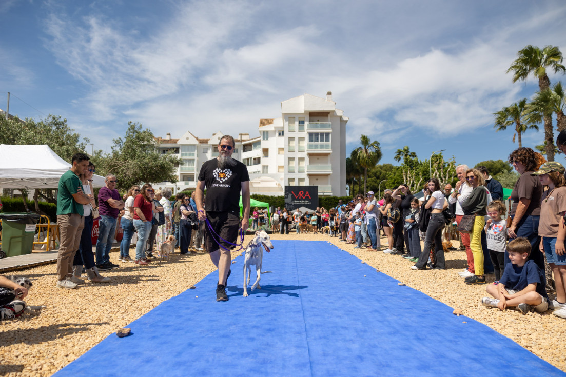 concurso X festival adopcion l'alfàs