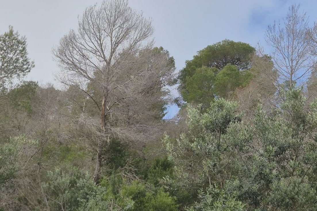 pinos secos Serra Gelada benidorm