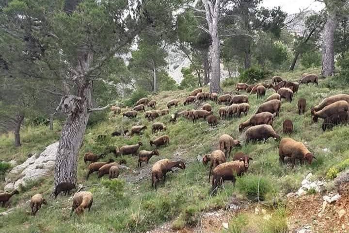 pastoreo Sierra Bèrnia altea