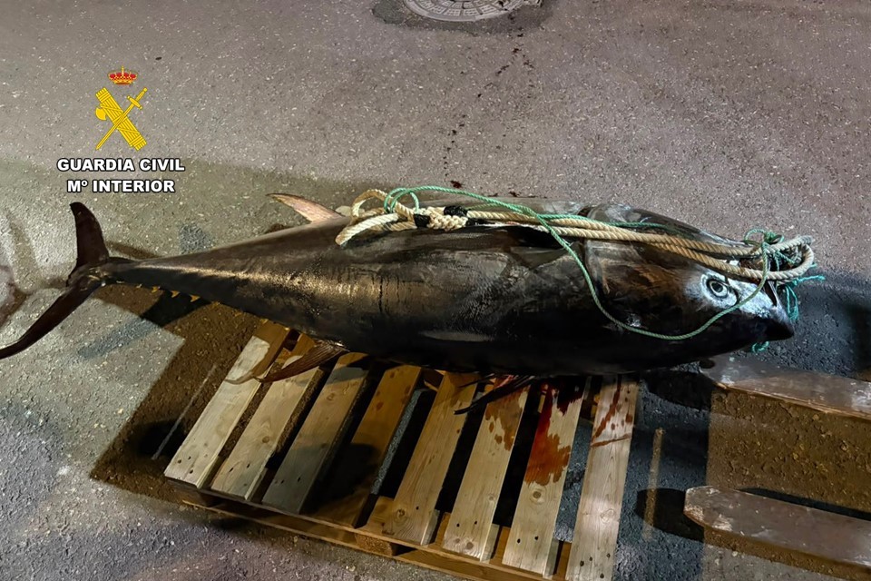 La Guardia Civil interviene un atún rojo de 250 kilos capturado presuntamente de forma furtiva frente a Villajoyosa