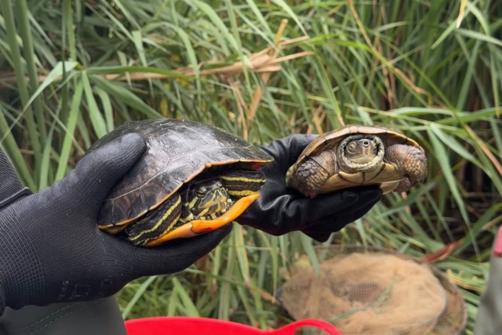 proyecto conservación Tortuga Agua Ibérica río Algar