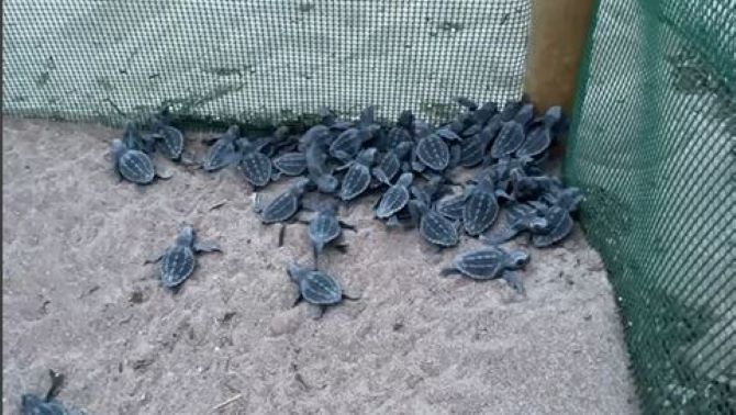 Imagen de archivo. Cr&iacute;as de tortuga boba (Caretta caretta) en la playa de Les Albaranes de D&eacute;nia