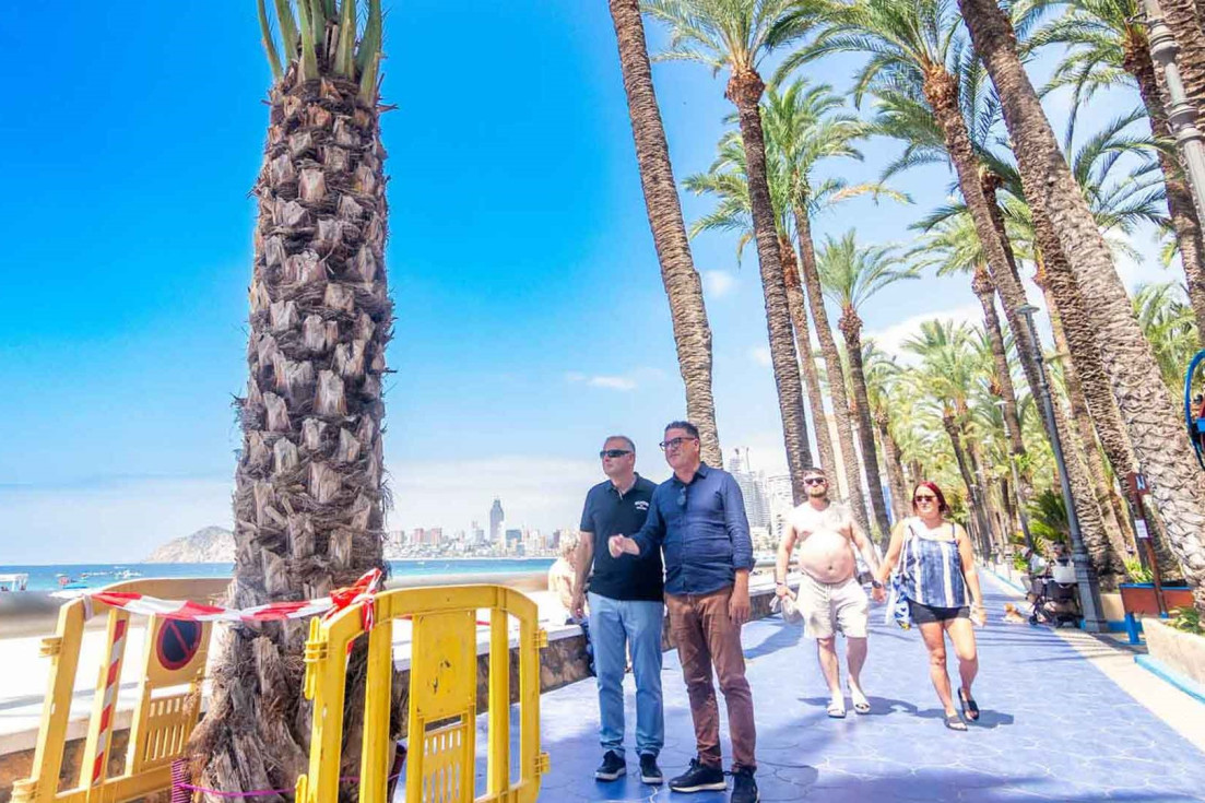 Benidorm palmeras parque de elche