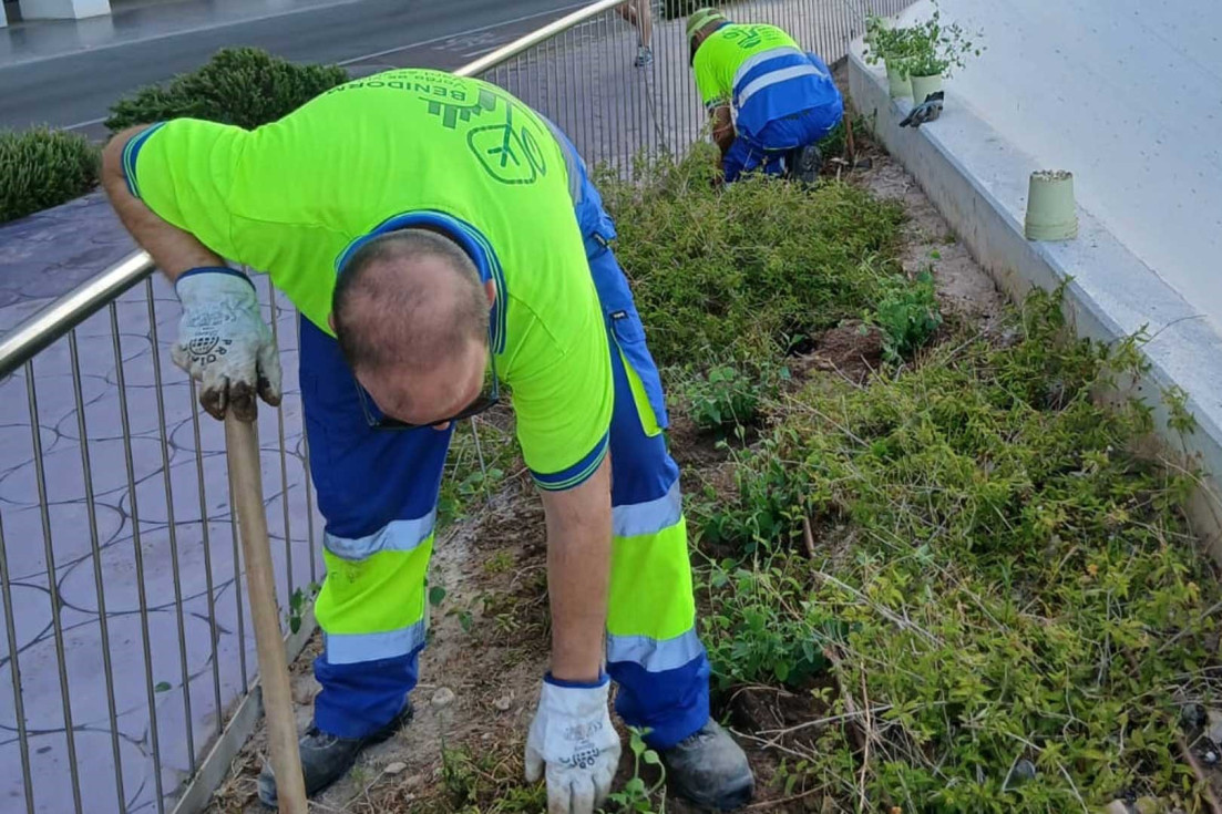 Benidorm reposición zonas ajardinadas plantas Paseo de Poniente