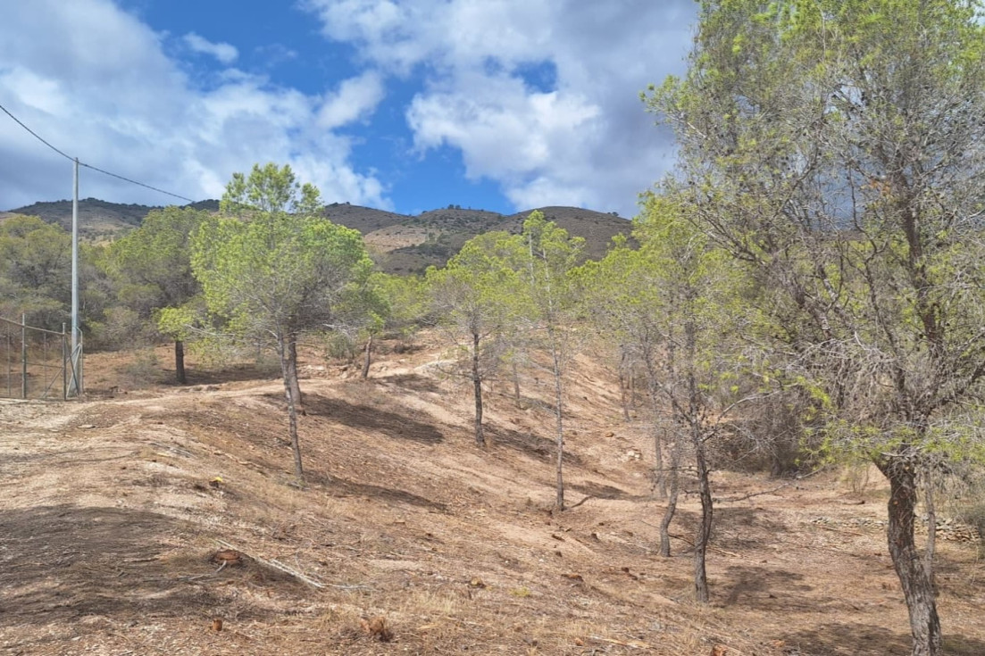 Actuación forestal Llobera Villajoyosa