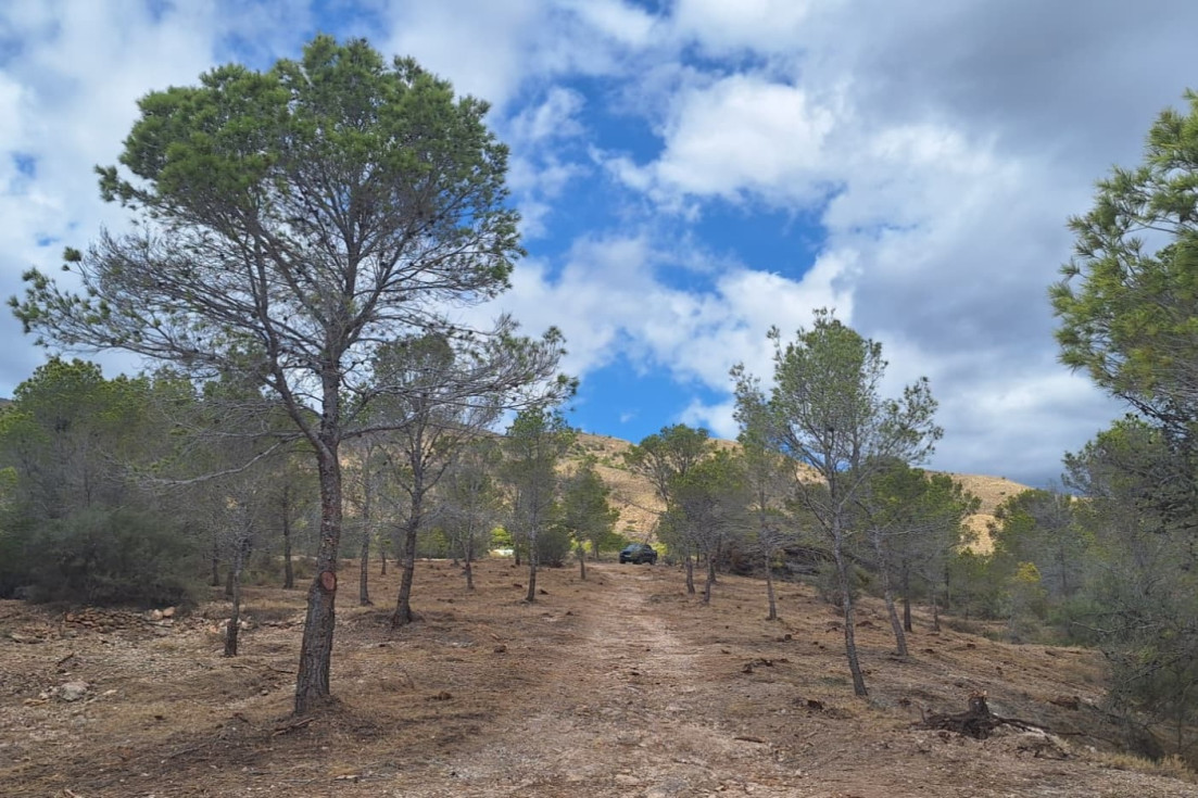 Actuación forestal Llobera Villajoyosa