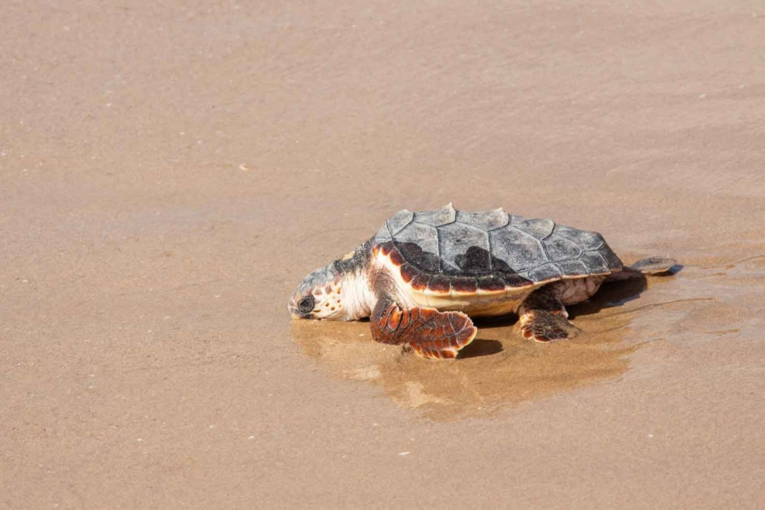 tortuga vuelta al mar benidorm
