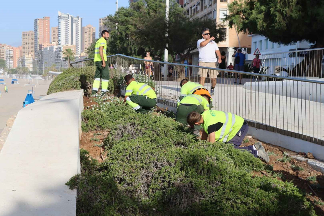 plantación especies vegetales benidorm