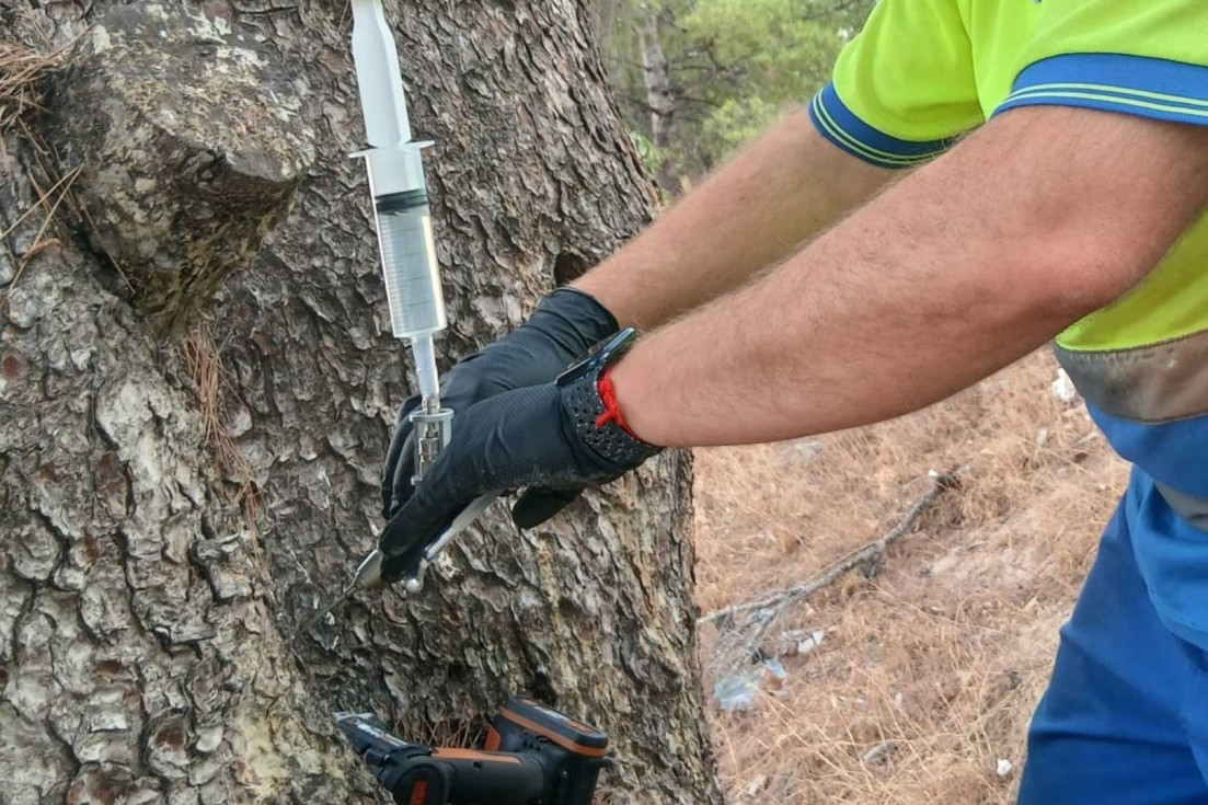 Benidorm trata más de 1.000 pinos para prevenir la procesionaria antes de la formación de las bolsas