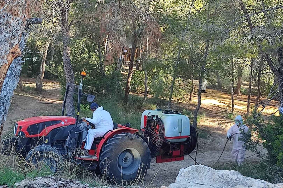 taller empleo procesionaria benidorm