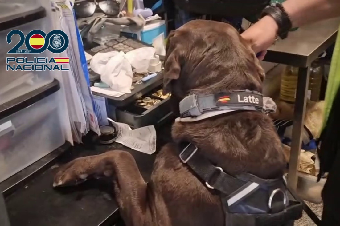 perro intervención droga benidorm