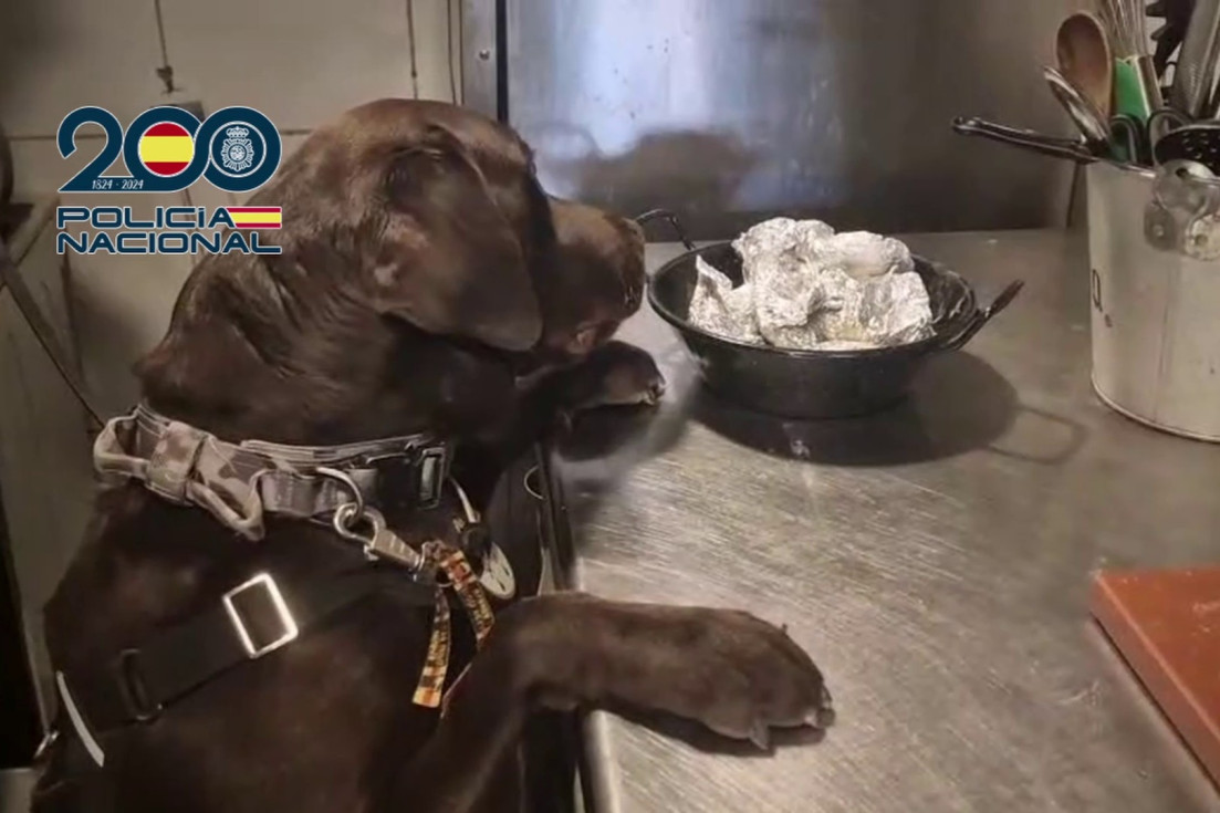 perro intervención droga benidorm